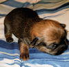 Bonnie’s Pup (Choco)