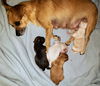 Bonnie’s Pup (Choco)
