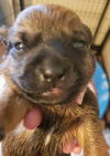 Bonnie’s Pup (Choco)