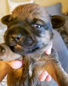 Bonnie’s Pup (Choco)
