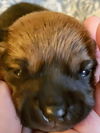 Bonnie’s Pup (Choco)