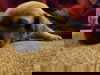 Bonnie’s Pup (Choco)