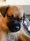Bonnie’s Pup (Choco)