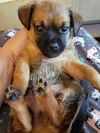 Bonnie’s Pup (Choco)