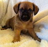 Bonnie’s Pup (Choco)