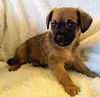 Bonnie’s Pup (Choco)