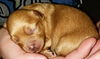 Bonnie's Pup (Opie)