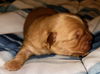 Bonnie's Pup (Opie)