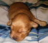 Bonnie's Pup (Opie)