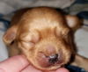 Bonnie's Pup (Opie)