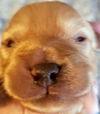 Bonnie's Pup (Opie)