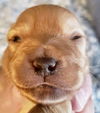 Bonnie's Pup (Opie)