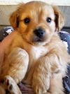 Bonnie's Pup (Opie)