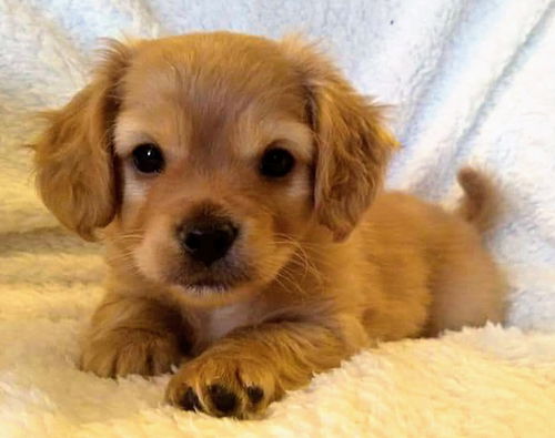 Bonnie's Pup (Opie)