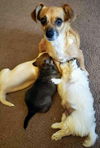 Bonnie's Pup (Opie)
