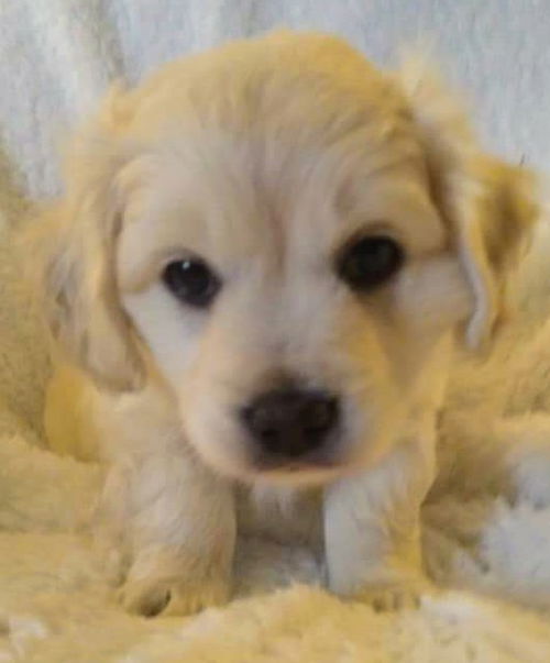 Bonnie's Pup (Marshall)