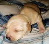 Bonnie’s Pup (Butter)