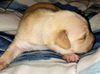 Bonnie’s Pup (Butter)