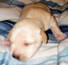 Bonnie’s Pup (Butter)