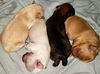 Bonnie’s Pup (Butter)