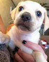 Bonnie’s Pup (Butter)