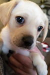 Bonnie’s Pup (Butter)