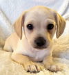 Bonnie’s Pup (Butter)