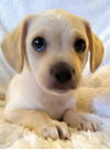 Bonnie’s Pup (Butter)