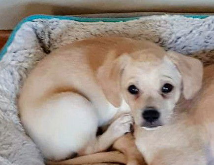 Bonnie’s Pup (Butter)