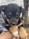 Lulu’s Pup (Spike)