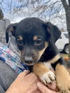 Lulu’s Pup (Spike)