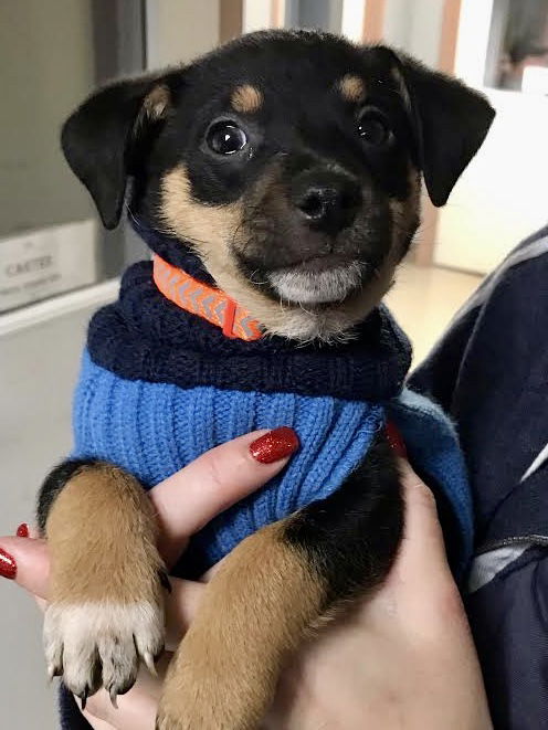 Lulu’s Pup (Spike)