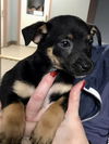 Lulu’s Pup (Baby)