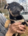 Lulu’s Pup (Baby)