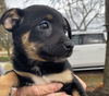 Lulu’s Pup (Baby)