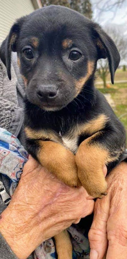 Lulu’s Pup (Baby)