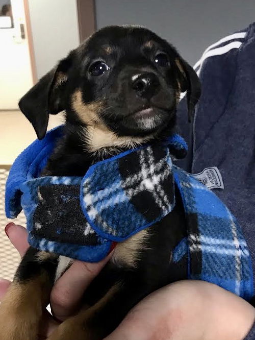 Lulu’s Pup (Hank)