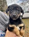 Lulu’s Pup (Hank)