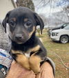 Lulu’s Pup (Hank)
