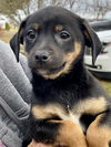 Lulu’s Pup (Hank)