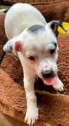 Lulu’s Pup (Bianca)