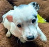 Lulu’s Pup (Bianca)