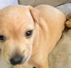 Angel/Maxine's Pup (Piper)