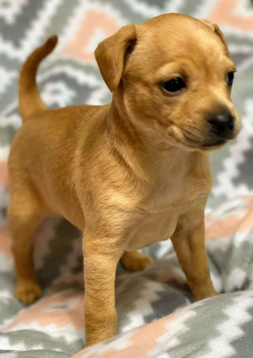 Angel/Maxine's Pup (Piper)