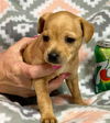 Angel/Maxine's Pup (Piper)