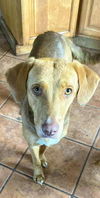 Cinnamon