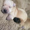 Angel/Maxine's Pup (Penny)