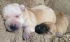 Angel/Maxine's Pup (Penny)