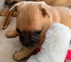 Angel/Maxine's Pup (Penny)