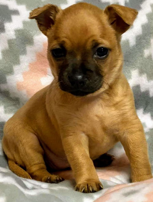 Angel/Maxine's Pup (Penny)
